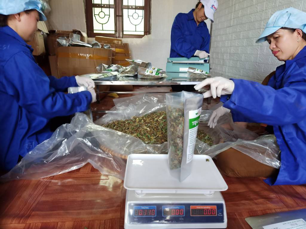 Cô giáo bỏ dạy làm ra thứ trà mát rượi, khách uống mê tít - Ảnh 2. Cô giáo bỏ dạy làm ra thứ trà mát rượi, khách uống mê tít - Ảnh 2.